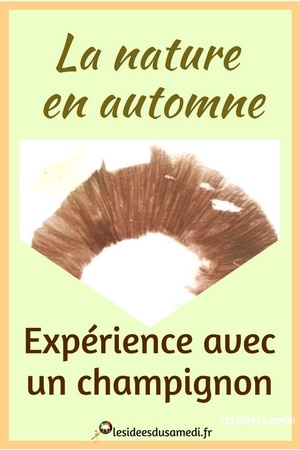 activite automne experience champignon