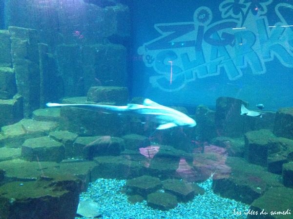 aquarium de paris requin zebre
