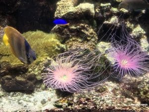 anemone de mer rose