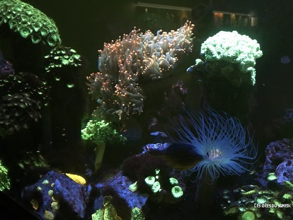 coraux fluo