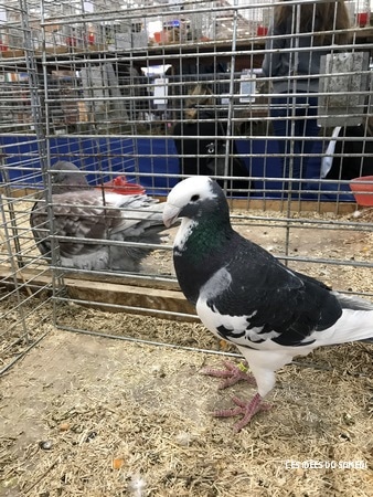 pigeon macareux