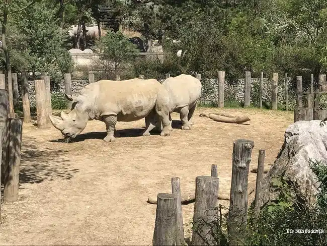 rhinoceros blanc zoo paris
