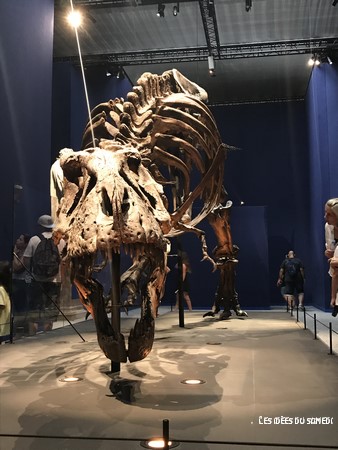 squelette tyrannosaure rex