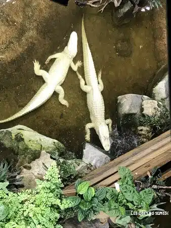 aquarium alligator albinos
