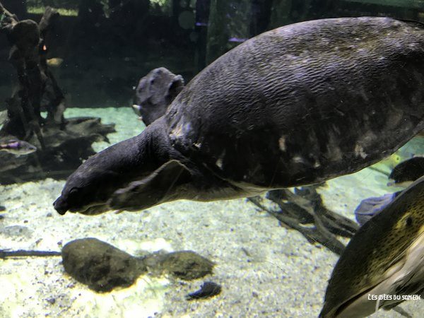 tortue nez de cochon aquarium porte doree