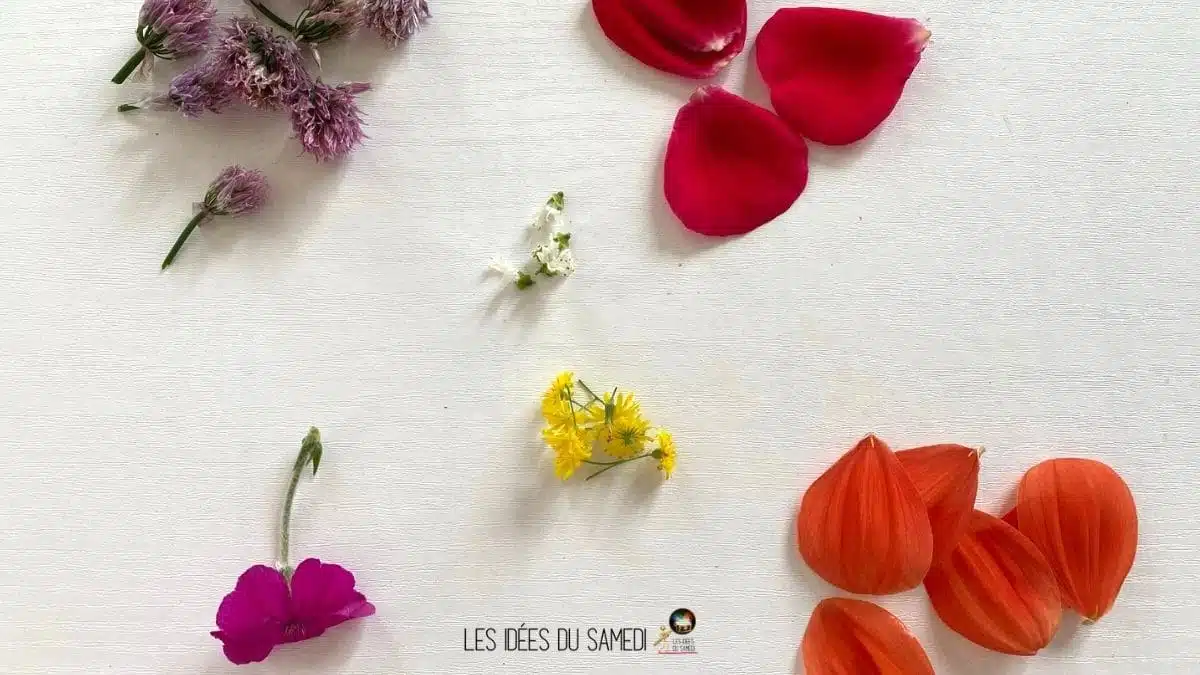 petales fleurs pour faire papillon