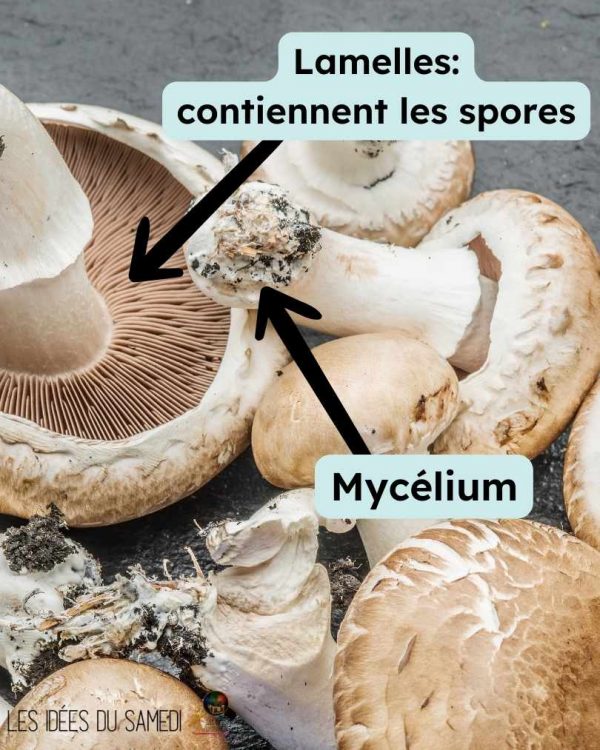 où trouver mycelium et spores de champignons